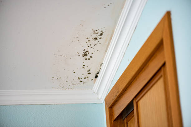 Best Residential Mold Removal  in Issaquah, WA