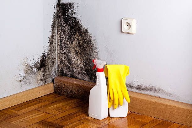 Best Toxic Mold Removal  in Issaquah, WA