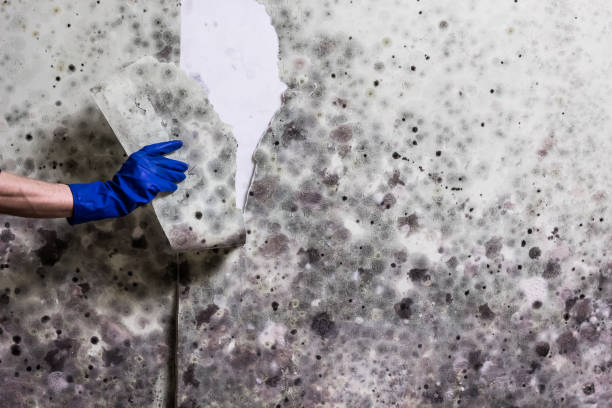 Best Home Mold Removal  in Issaquah, WA