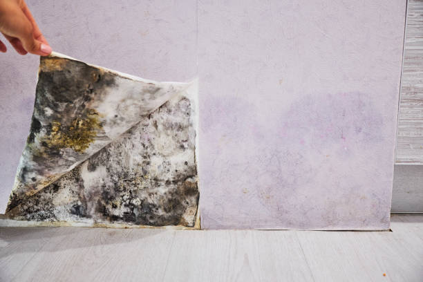 Mold Testing and Removal in Issaquah, WA